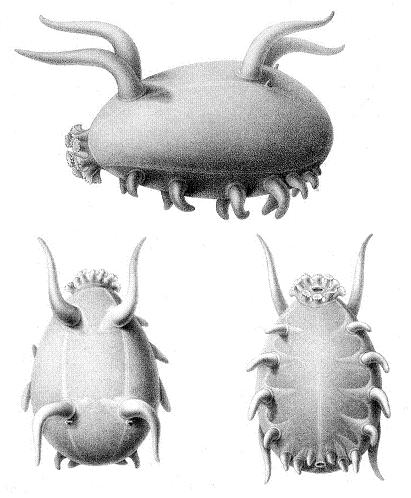 Scotoplane 바다돼지 네이버 블로그