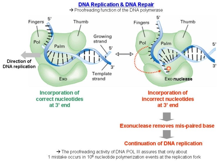 분자생물학 dna 중합효소 dna polymerase 1 네이버 블로그