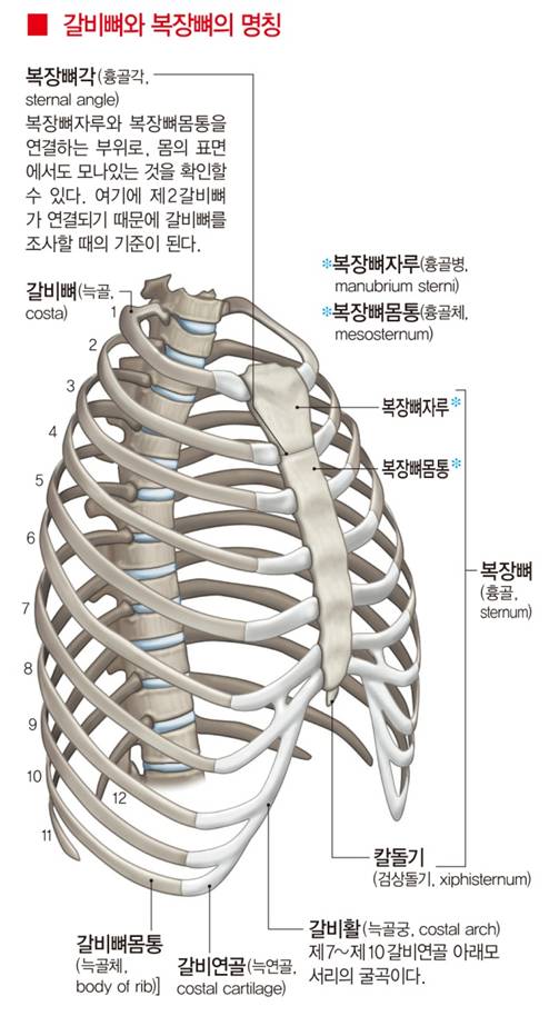 해부학 뼈 골격 human bone anatomy 1999 : 네이버 블로그