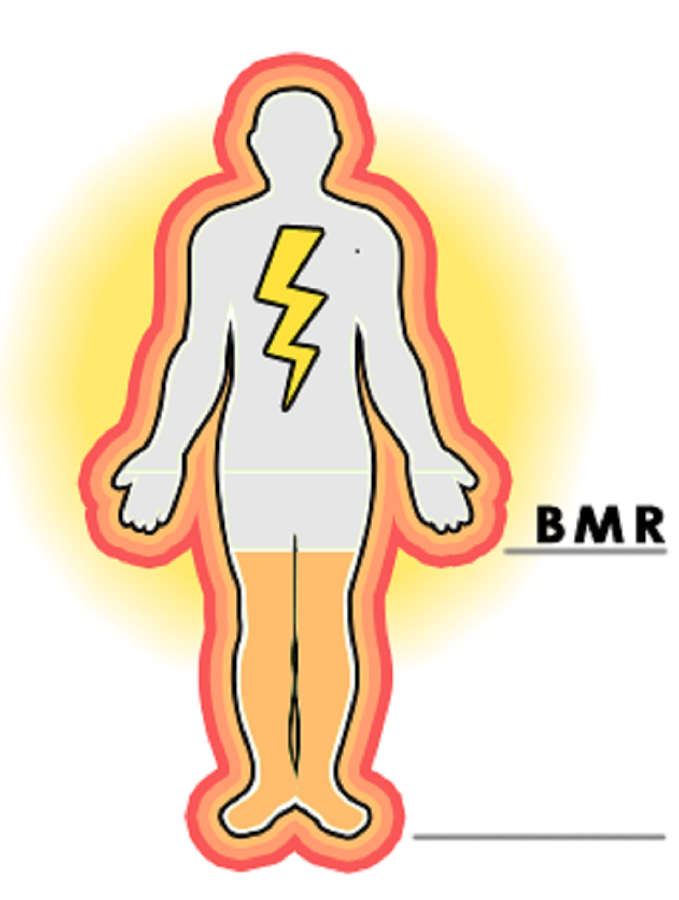 basal-metabolic-rate