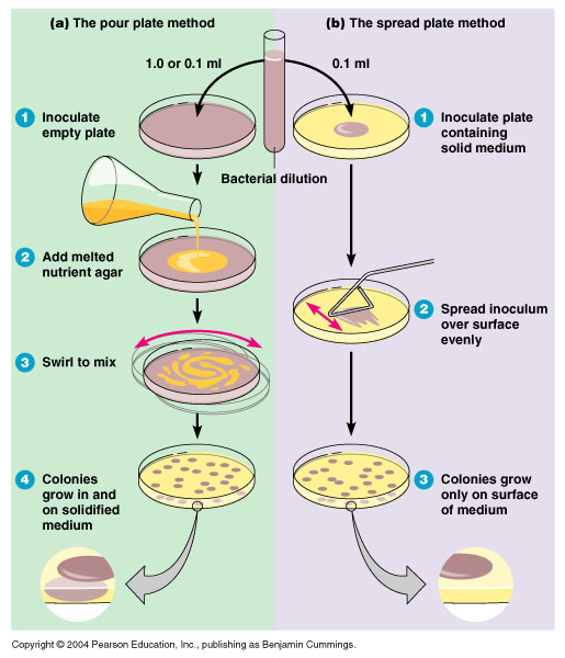 미생물 접종 주입평판법 (Pour plate method) 네이버 블로그