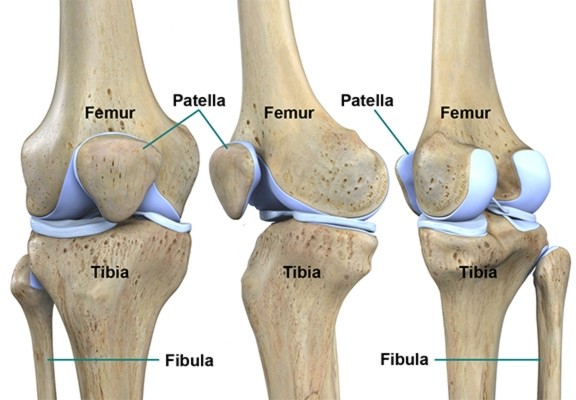 Knee joint(무릎관절)의 kinesiology(기능해부학) : 네이버 블로그