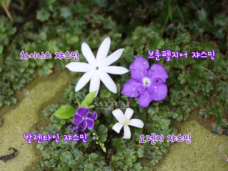 쟈스민 이미지