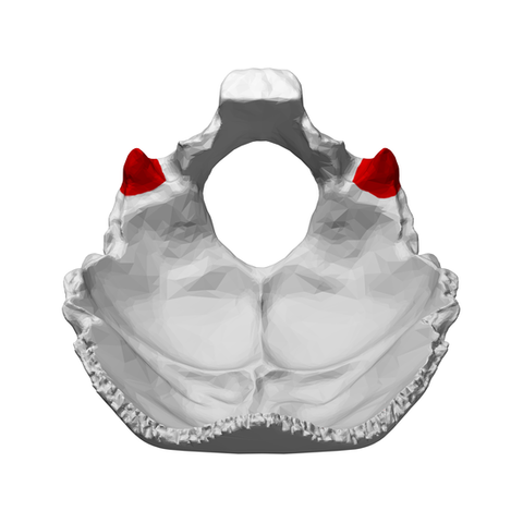 후두골, 측두골, 두정골, 서골 Osteopathy in the Cranial Field (두개관절 움직임) 오스테오파시 잠원동