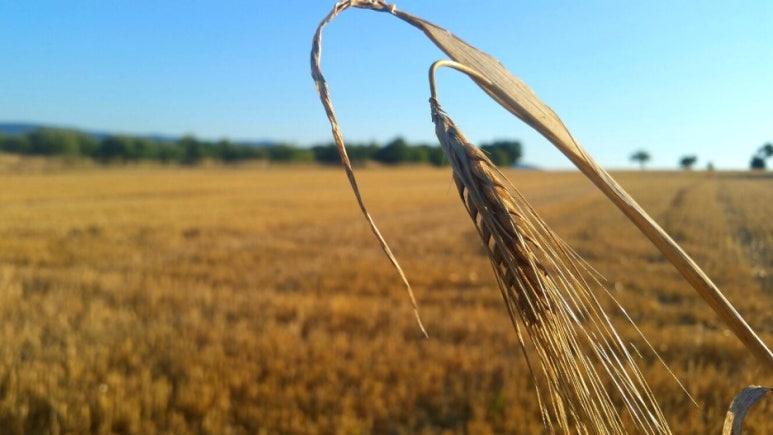 독일 밀밭, 밀밭 풍경, 밀 이삭은 이렇게 생겼어요! : 네이버 블로그