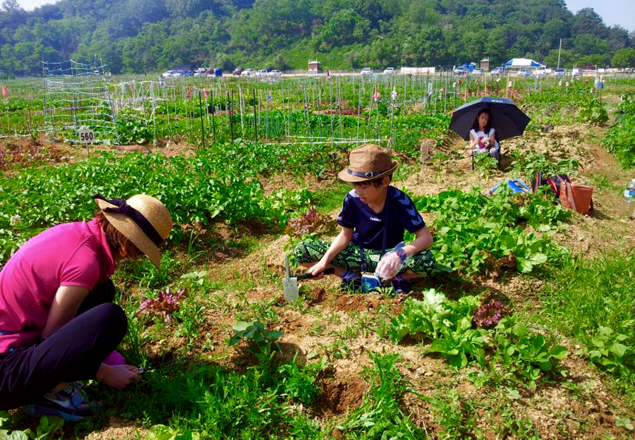 안산시 주말농장 분양 신청 안내 : 네이버 블로그 안산시 주말농장 분양 신청 안내 : 네이버 블로그