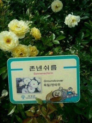 차오차오(강일점) 이미지