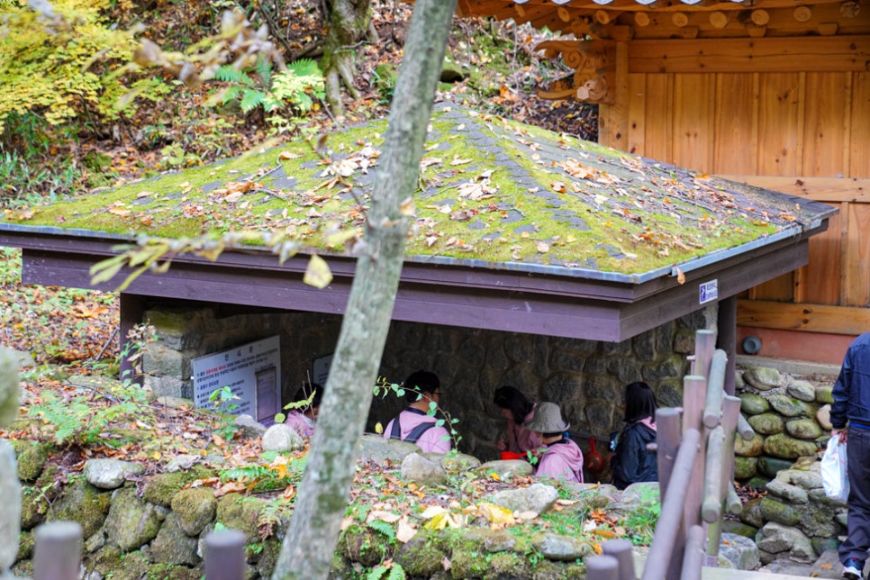 평창여행코스 ㅣ 평창밀브릿지 숲길을 걸어보아요! : 네이버 블로그