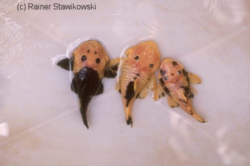 http://postfiles5.naver.net/data5/2004/10/29/180/Paurantiacus1-mulsamo.jpg?type=w3