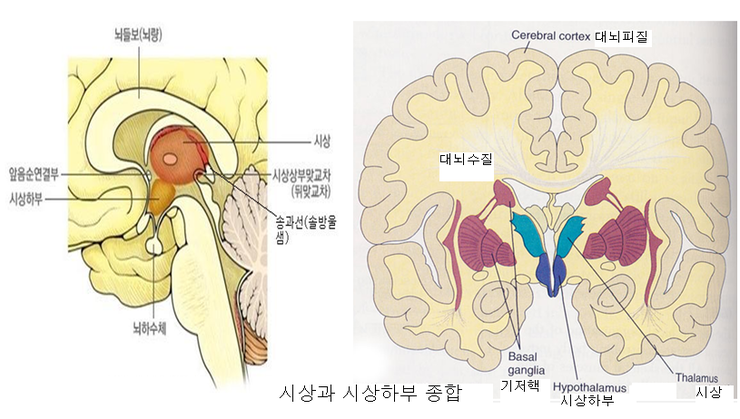 시상하부호르몬•리포트로핀• 뇌하수체호르몬•성자극호르몬•멜라닌세포자극호르몬•모세혈관총•갑상선호르몬•총대사량•기초대사량•활동대사 ...